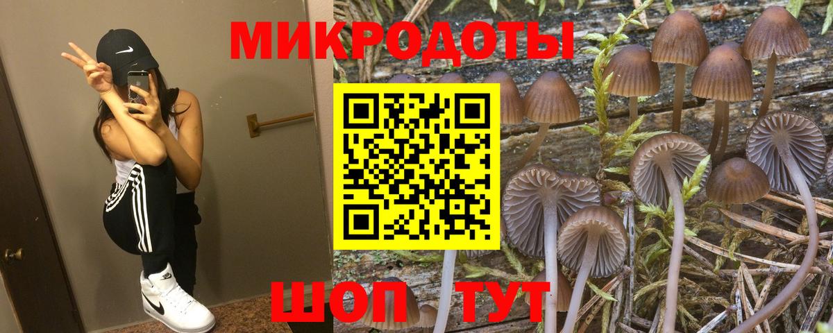 Сокол  Псилоцибиновые грибы Psilocybe  Вход с VPN 